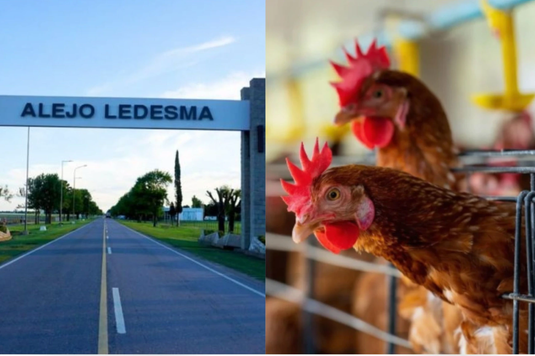 Córdoba: Senasa confirma brote de gripe aviar en Alejo Ledesma