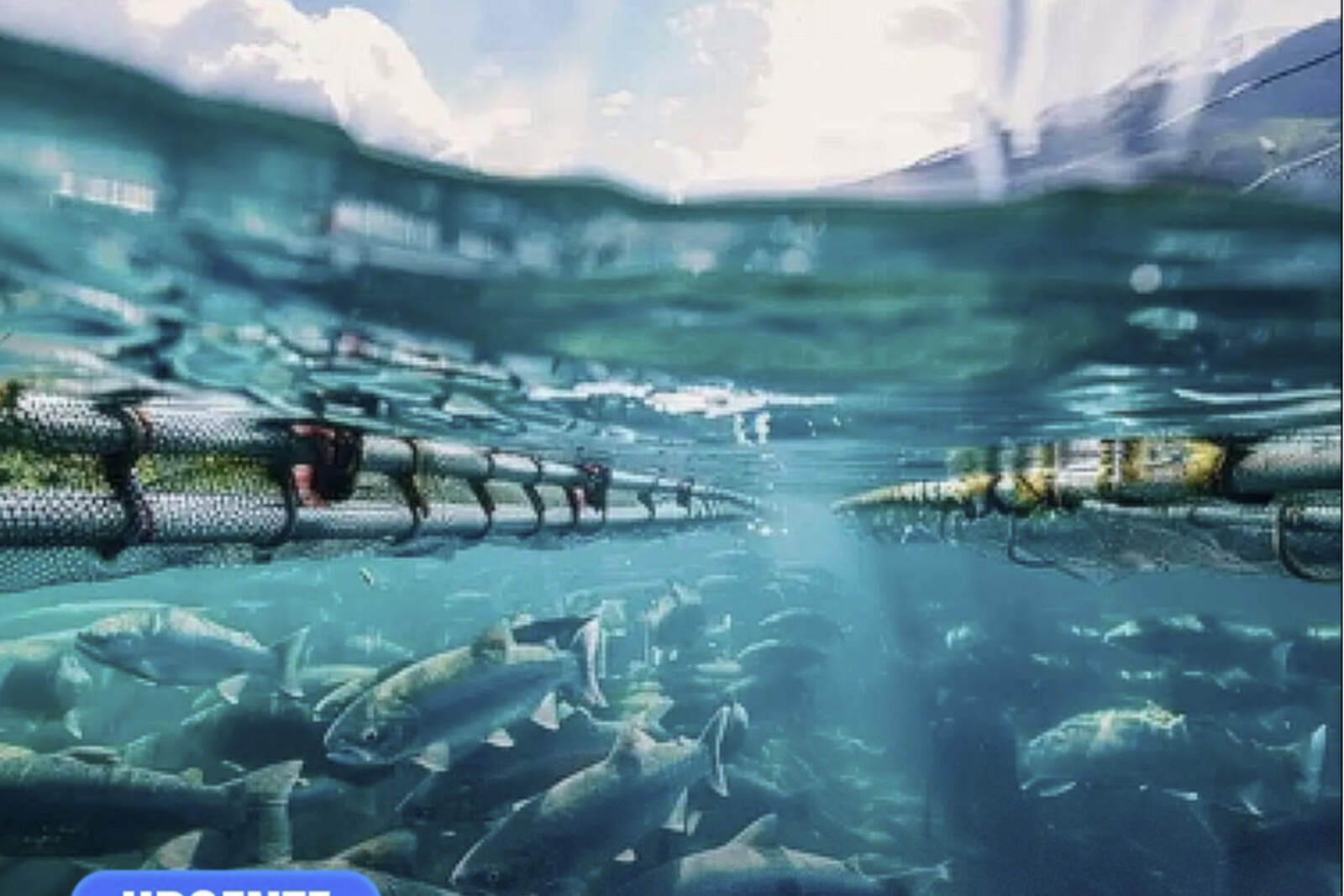 Oportunidad económica en Tierra del Fuego con la cría de salmones