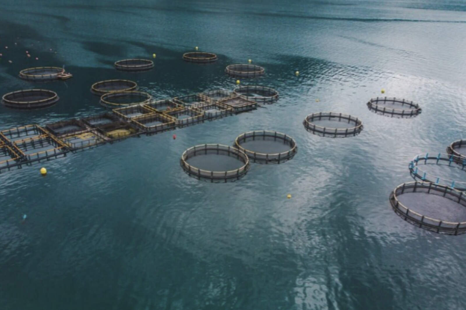 Salmoneras en Tierra del Fuego