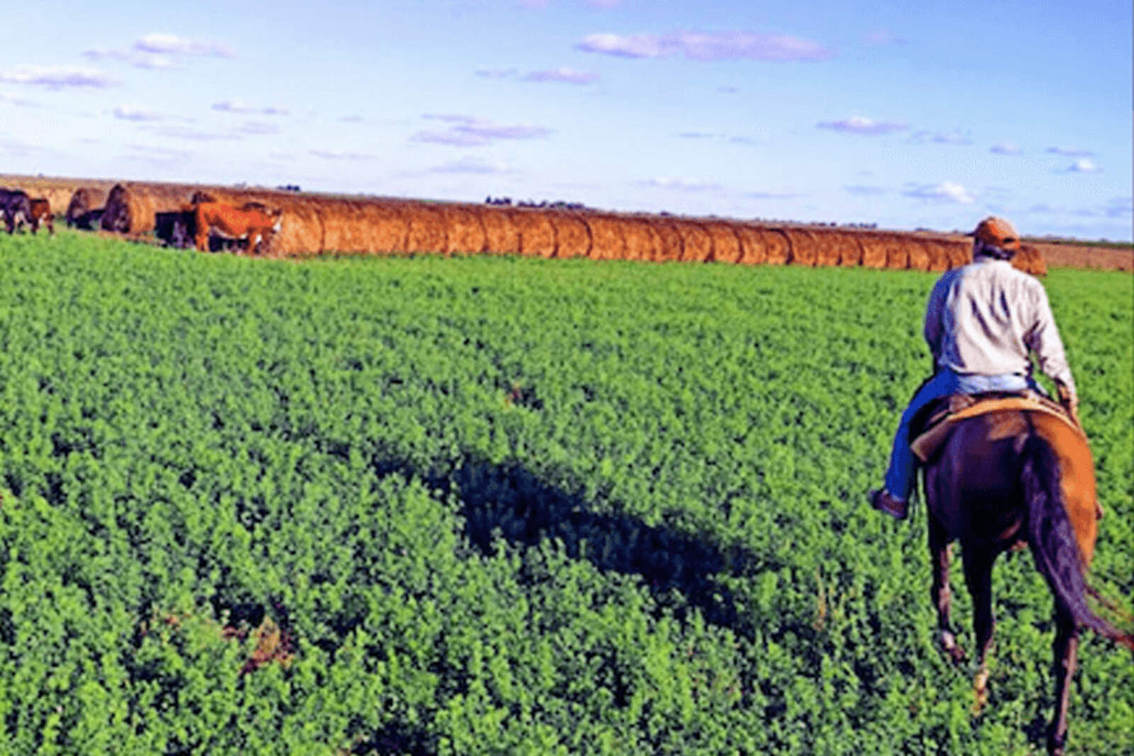 La confianza de los productores rurales en Milei alcanzó su nivel más alto desde 2019.