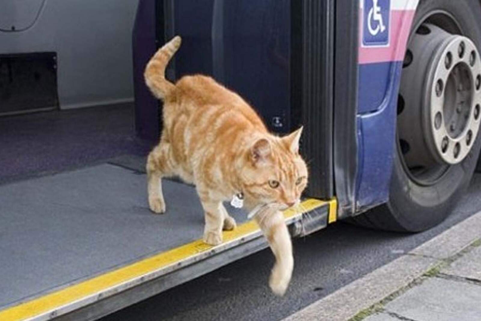 El responsable del animal deberá garantizar que no genere molestias