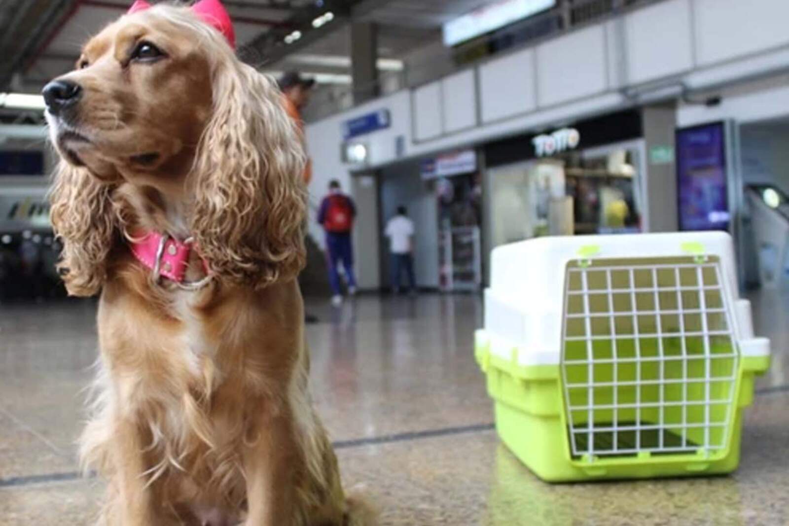 Cómo deben viajar las mascotas