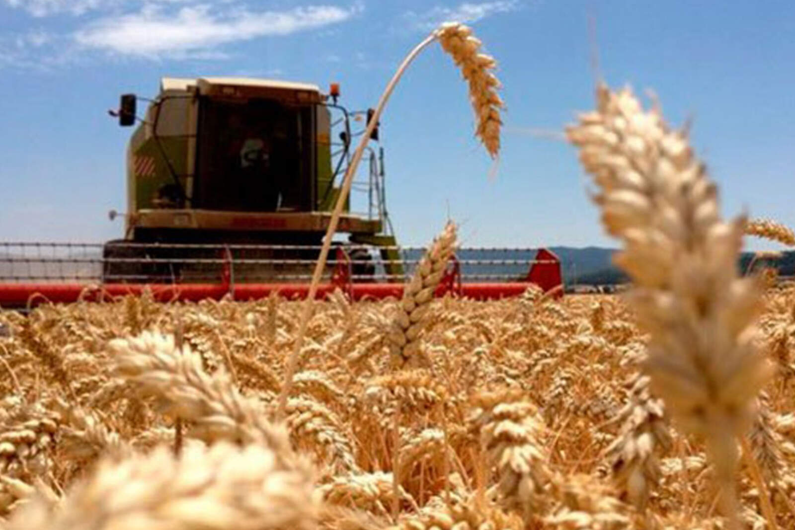 Los datos de la Bolsa de Cereales confirman que la producción de trigo trepará hasta las 7,3 millones de toneladas en la actual campaña.