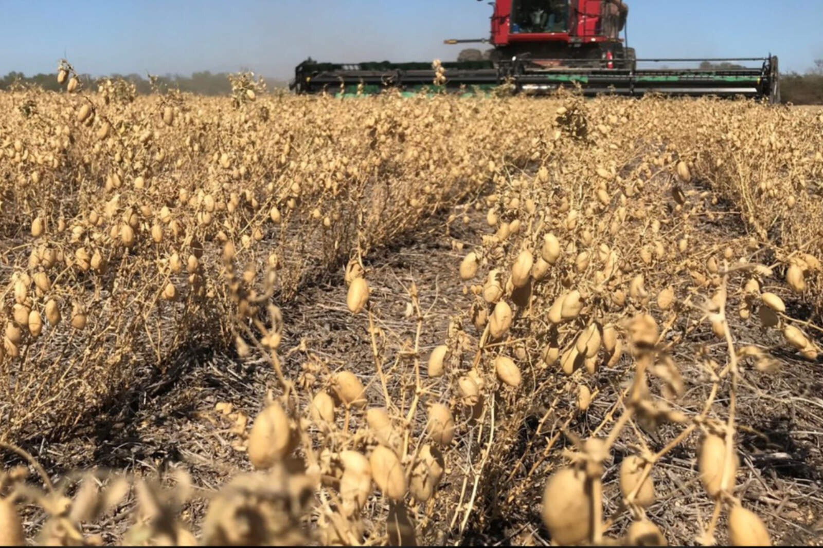 El cultivo de garbanzo también reportó rendimientos muy positivos por hectárea
