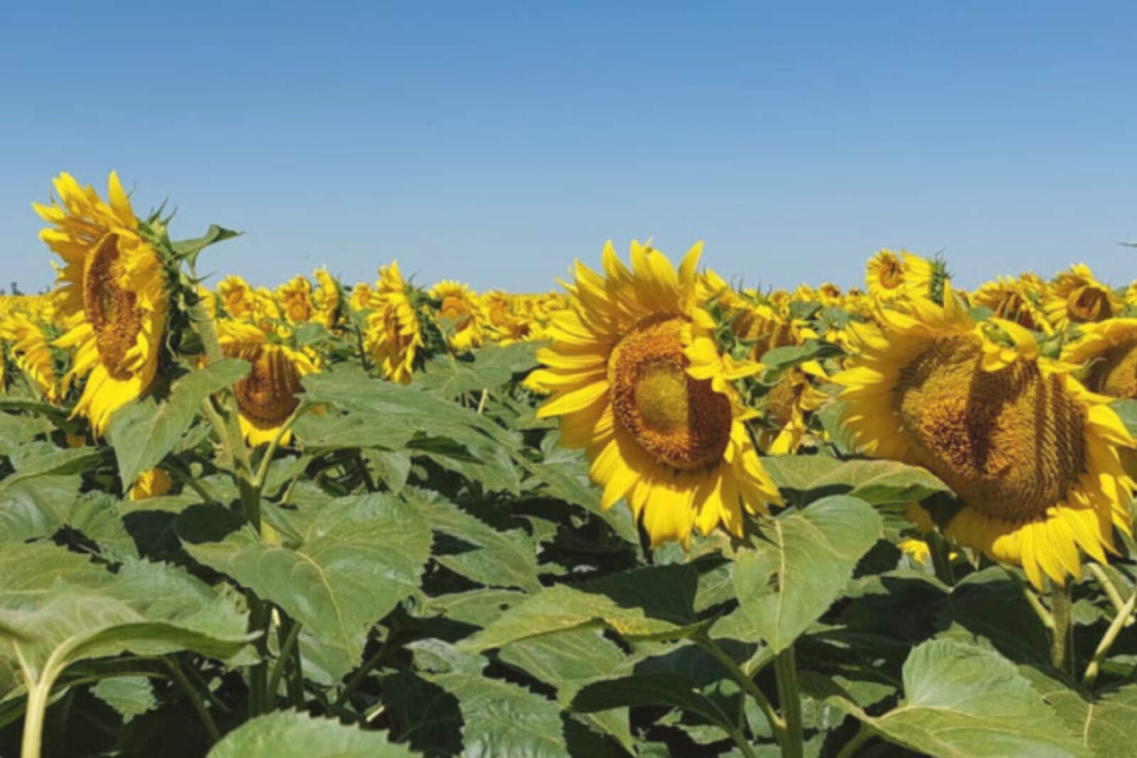 El calor y la escasez de lluvia condicionan los cultivos de verano en Córdoba.