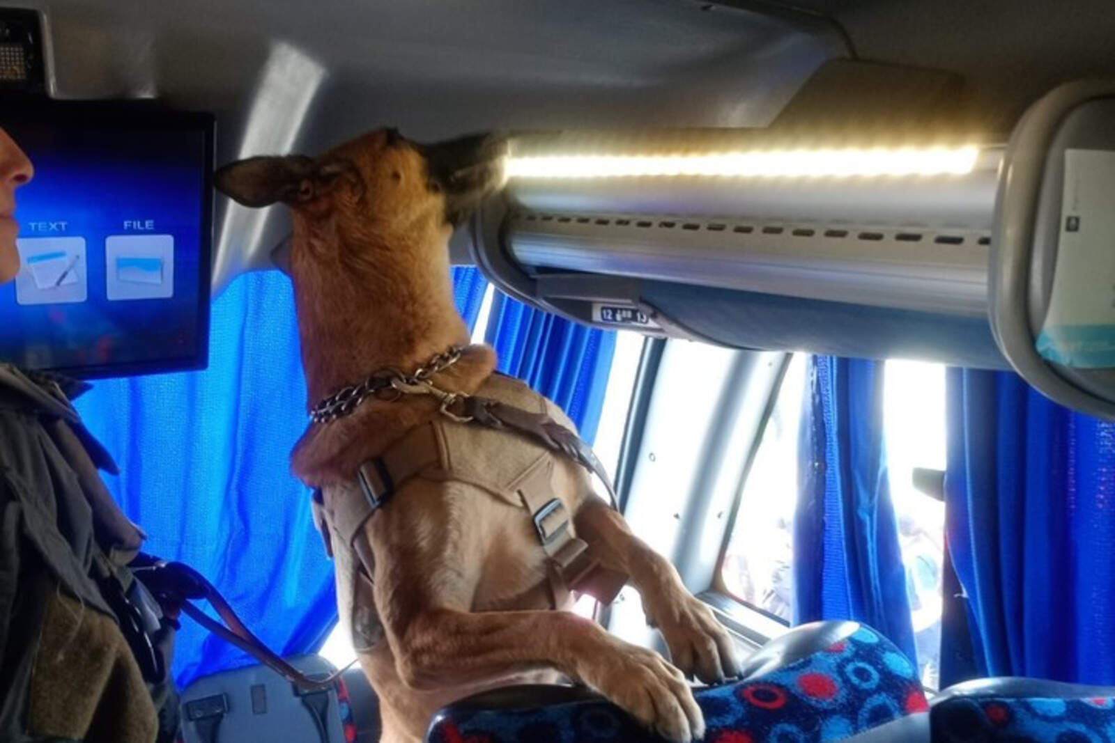 Xila encontró droga oculta en el equipaje de los pasajeros