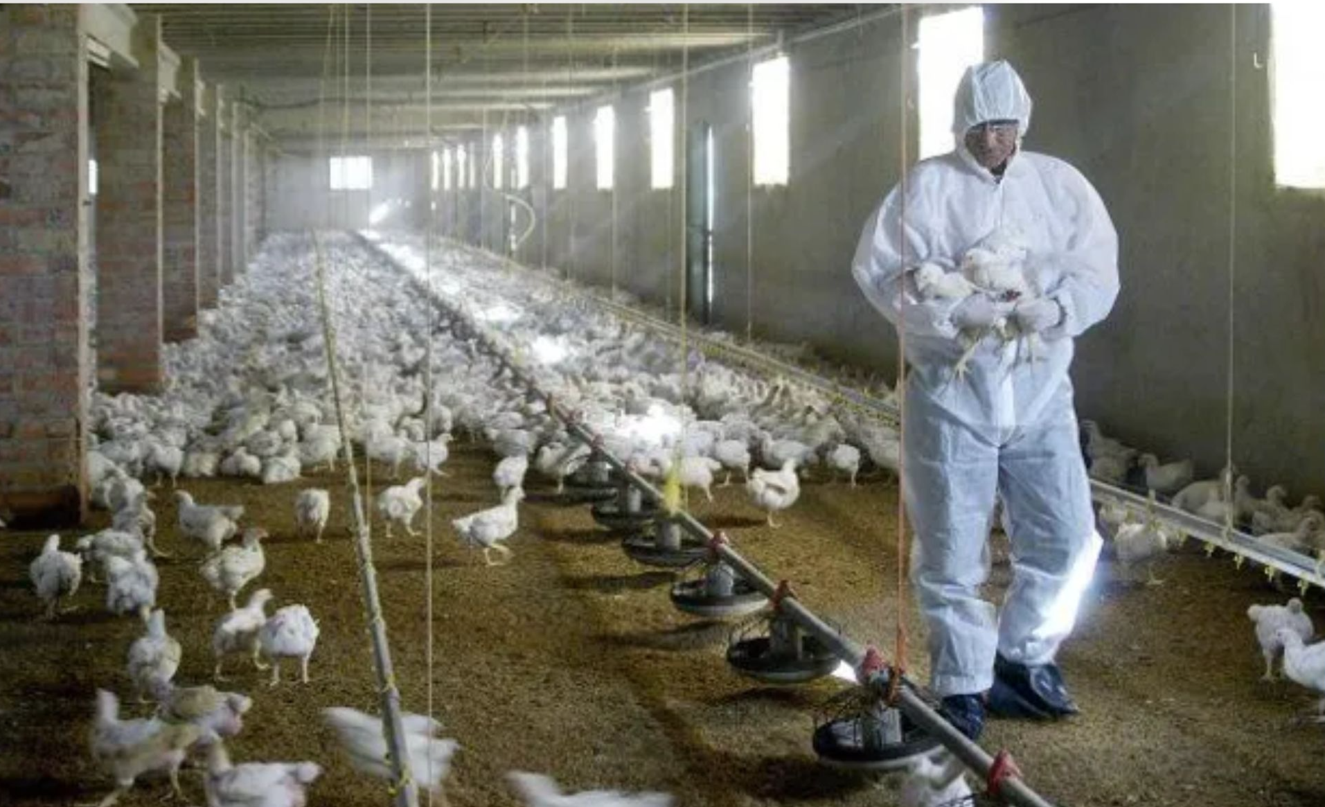 Ante la detección del virus, las autoridades sanitarias activaron de inmediato el Plan de Contingencia previsto.