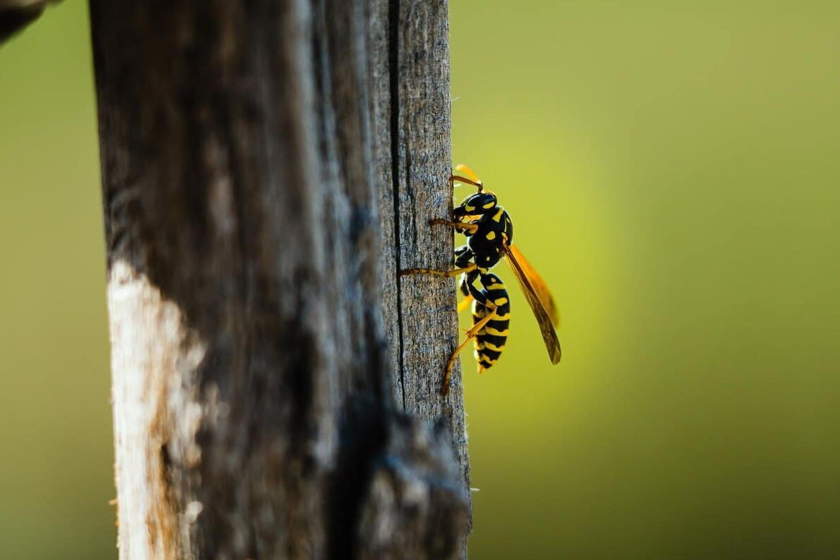 Se trata de una nueva especie de avispa