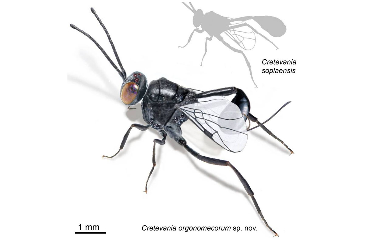 Cómo lograron analizar el fósil con tanta precisión