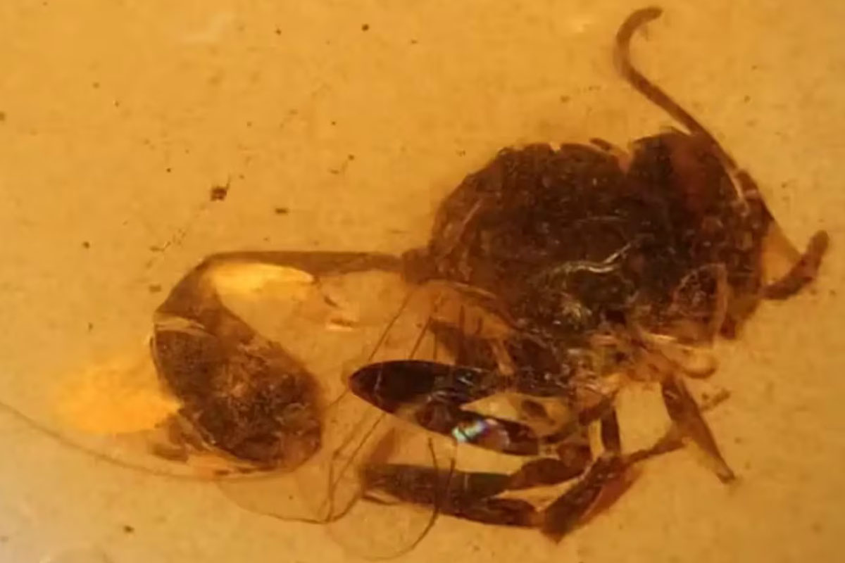 Cretevania orgonomecorum