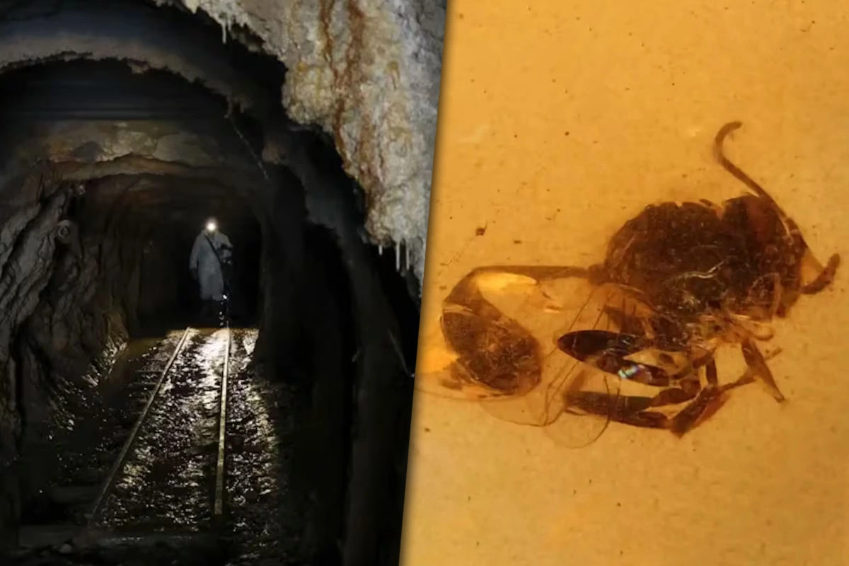 Descubrimiento histórico: hallan una nueva especie atrapada en ámbar con más de 100 millones de años