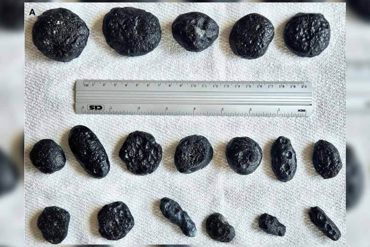 Cómo son los fragmentos encontrados por los científicos