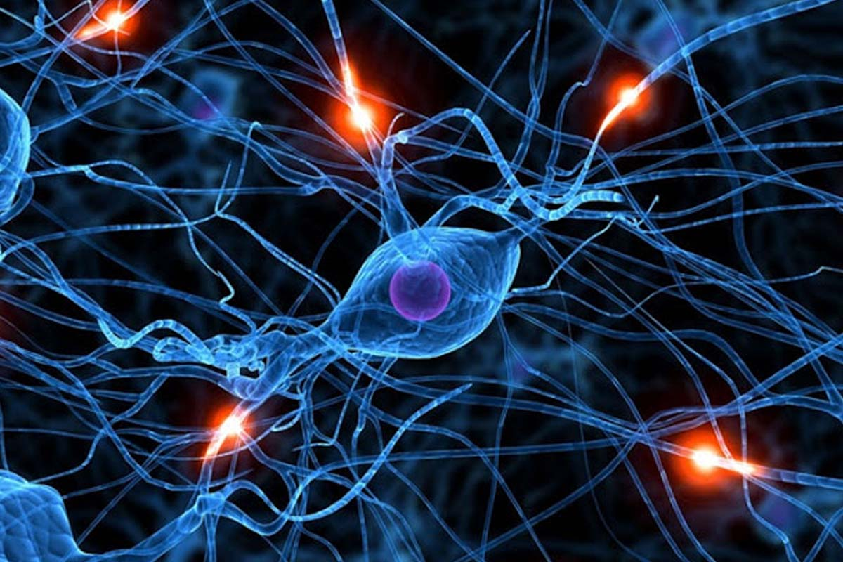 Cómo funcionan los procesos de aprendizaje en neuronas reales