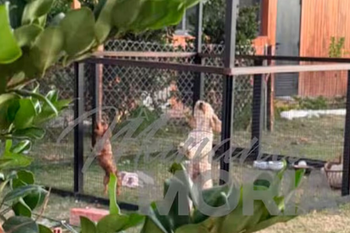 Por qué los perros están en el canil de la casa de Nordelta
