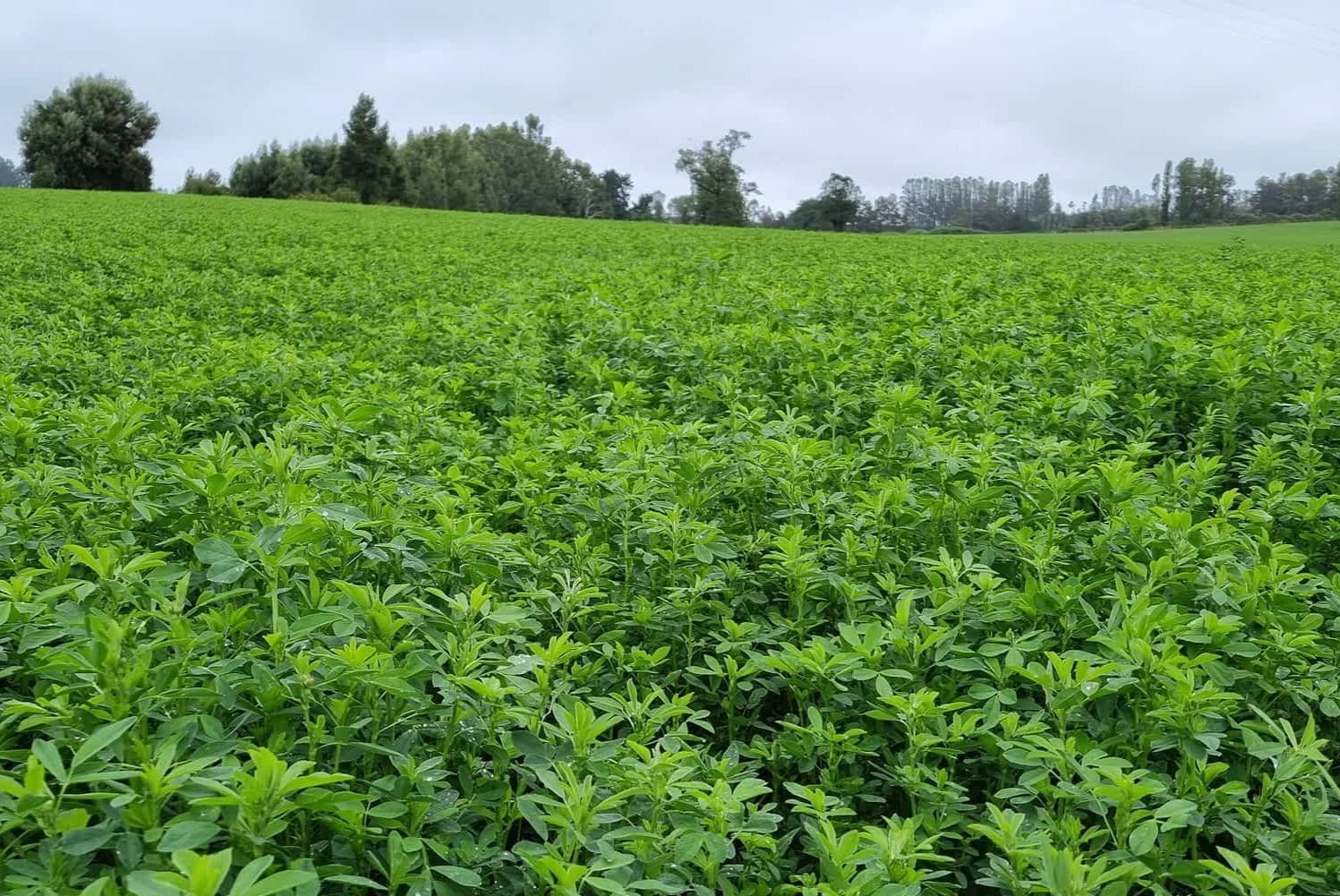 Conforman en Córdoba la Mesa Nacional de Alfalfa para impulsar la producción y la exportación