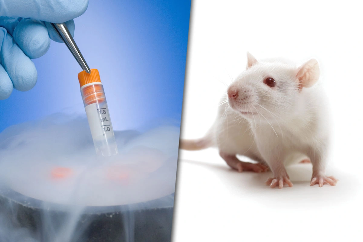 Scientific breakthrough: they manage to reactivate activity in mouse brains after freezing them