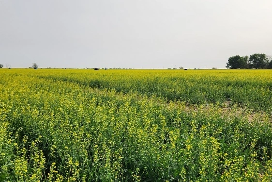 Los campos de Córdoba, entre los más atractivos para inversores agropecuarios