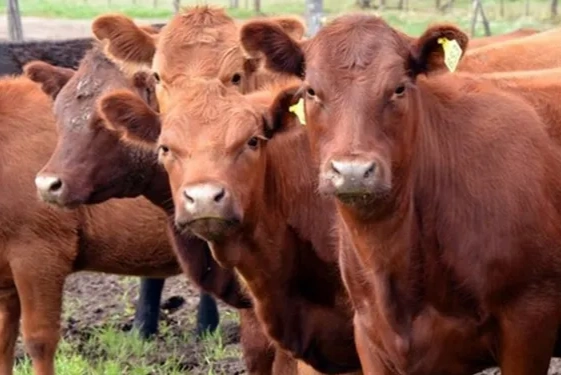 Boom ganadero: siguen firmes los precios de la hacienda en Córdoba