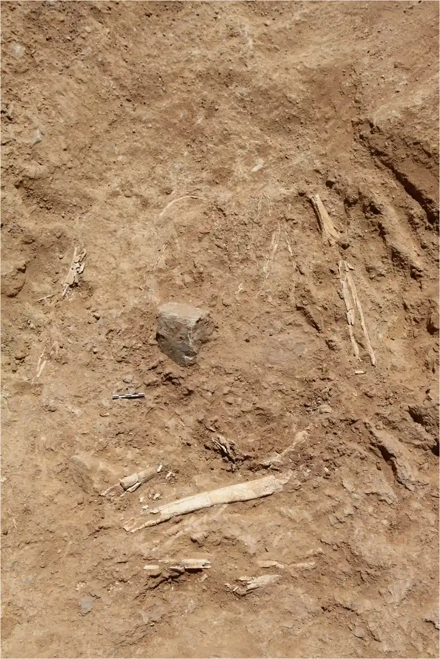 Así fueron encontrados por primera vez los huesos humanos