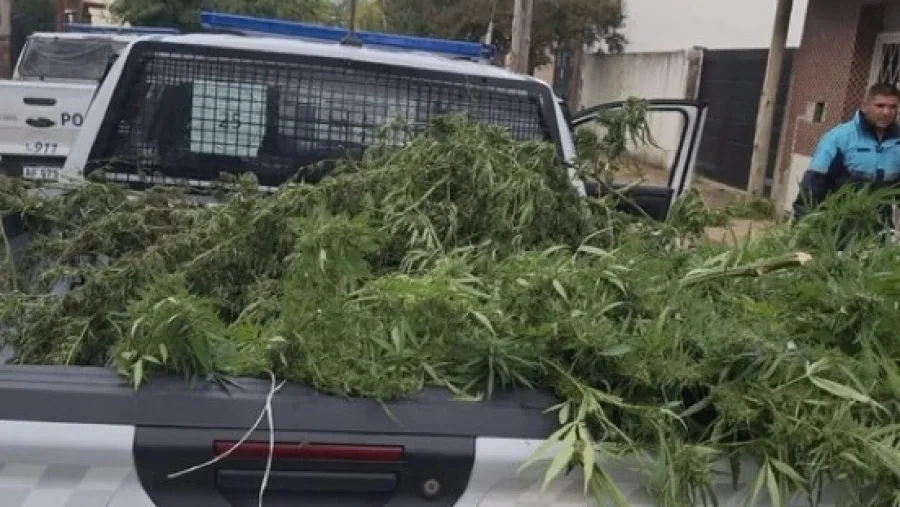 The 6,390 grams of marijuana found.