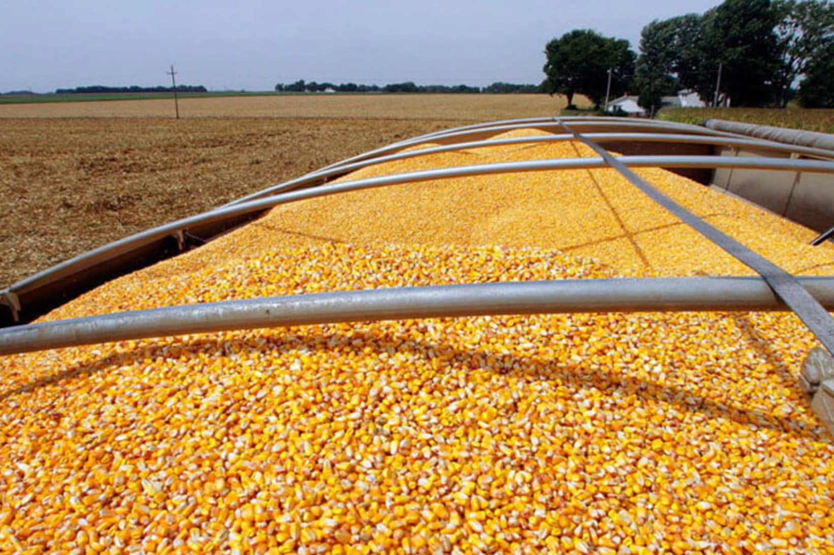 Récord histórico: el campo generará 67 millones de toneladas de maíz para Argentina