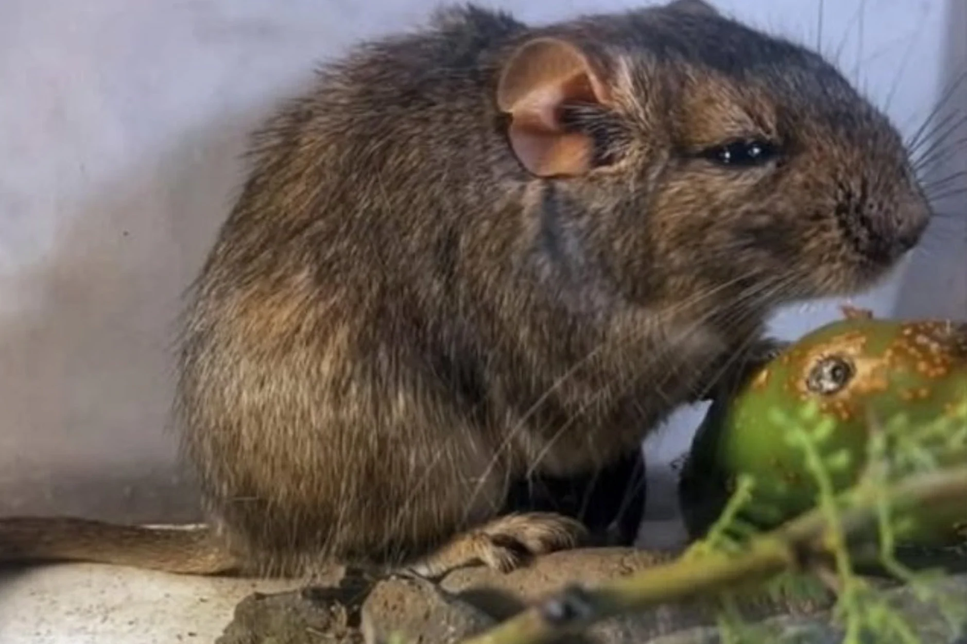 Descubren una nueva especie de mamífero en el oeste de la provincia de Córdoba