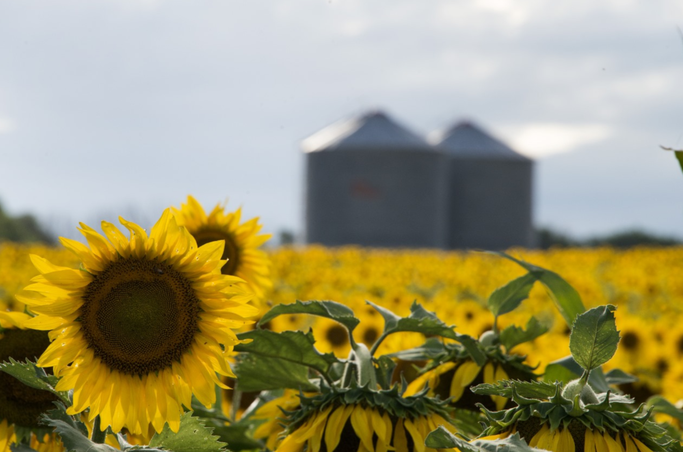 El girasol se consolida como el gran protagonista en el sur de Córdoba.