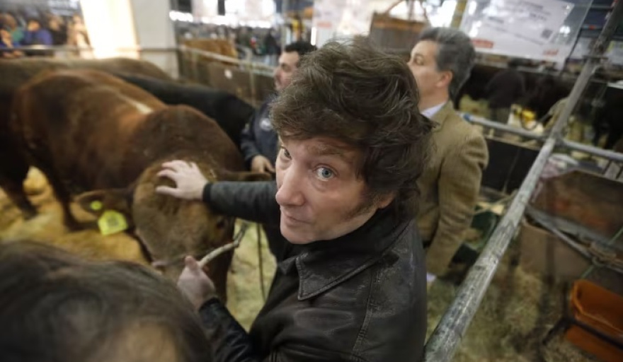 Javier Milei alongside the magnificent Argentine cows.
