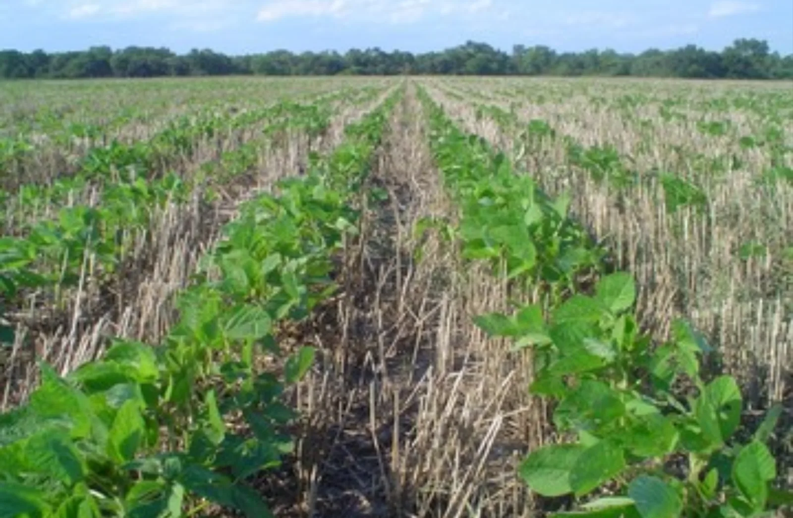 El rendimiento promedio de la red alcanzó los 12.683 kilogramos por hectárea.