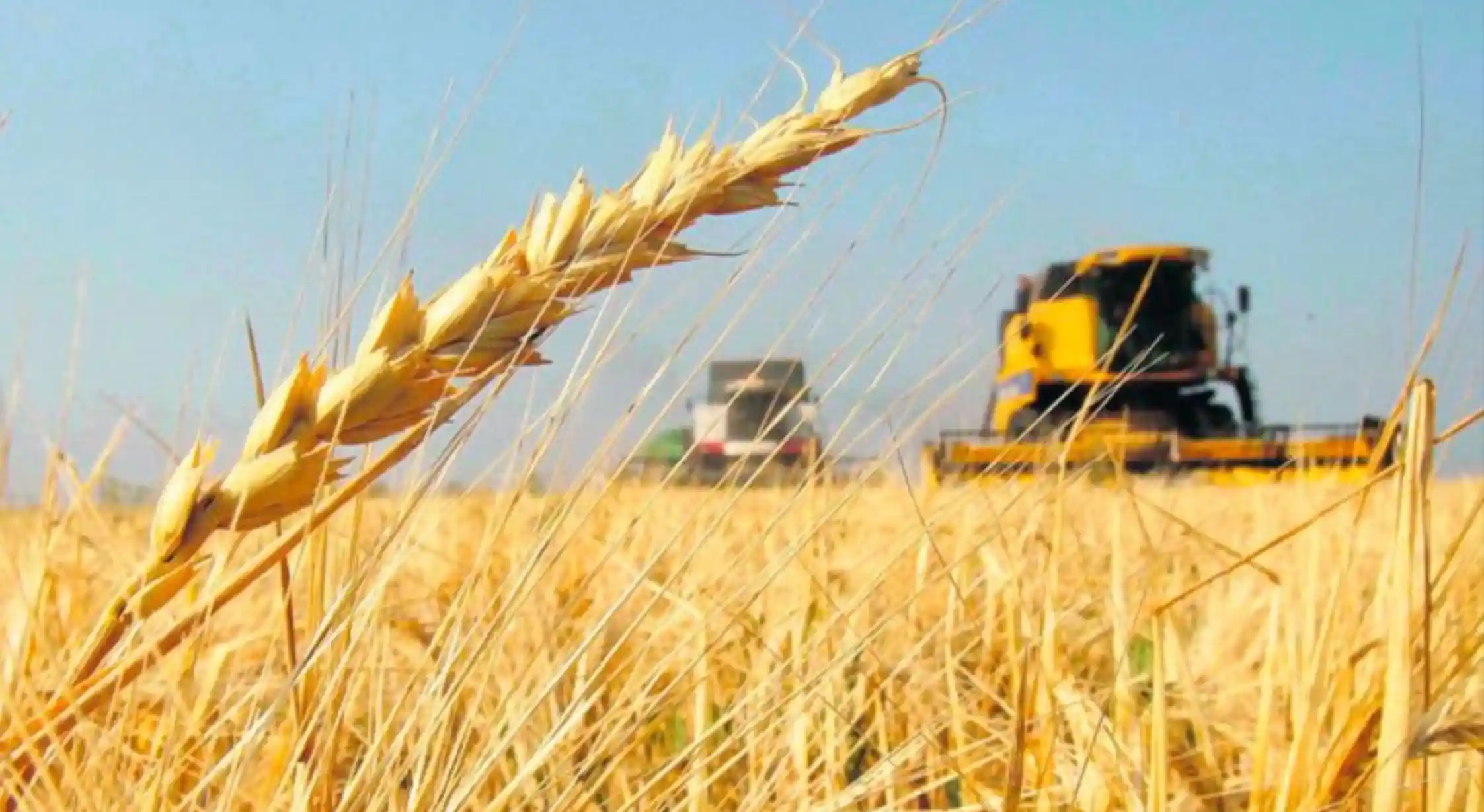 Los rindes de más de 3.000 kilos por hectárea obtenidos en esta campaña