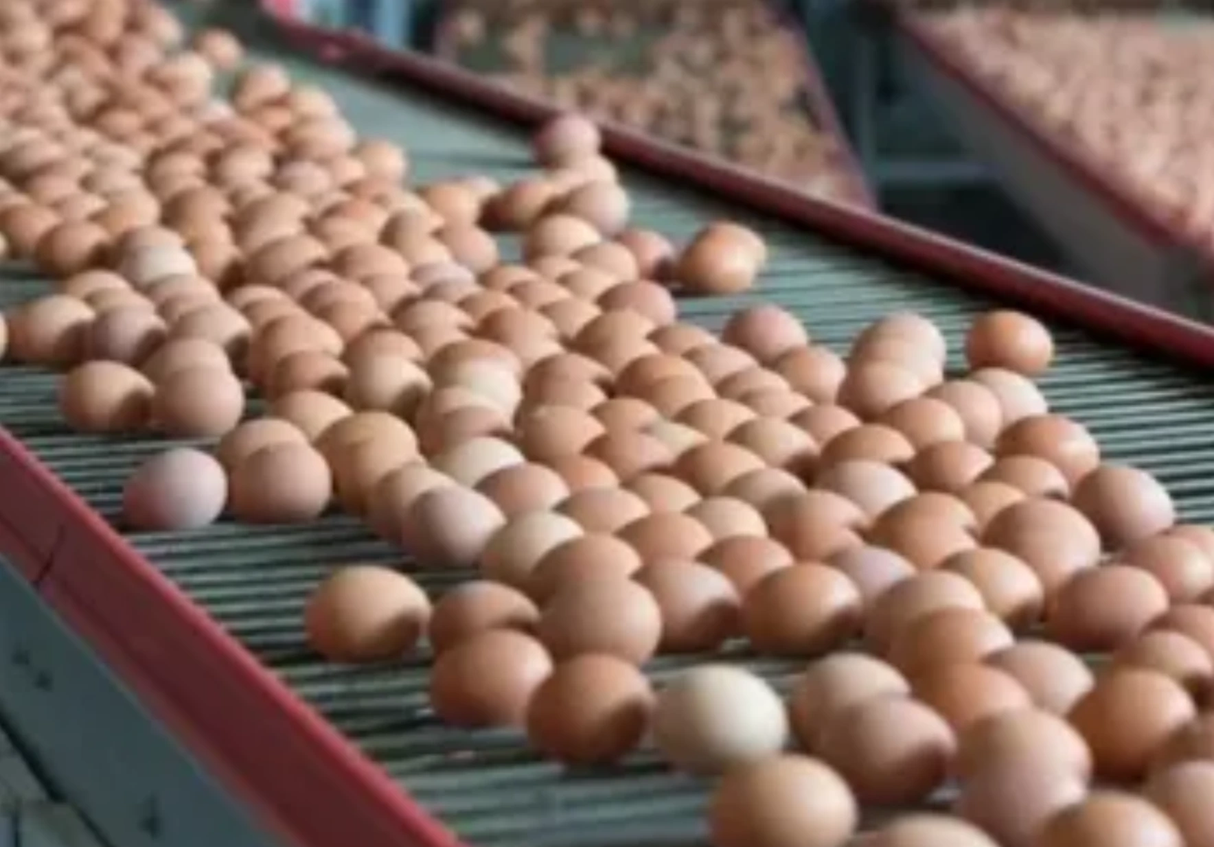 El sector cordobés cuenta con un plantel estimado de 4 millones de gallinas distribuidas en unidades productivas