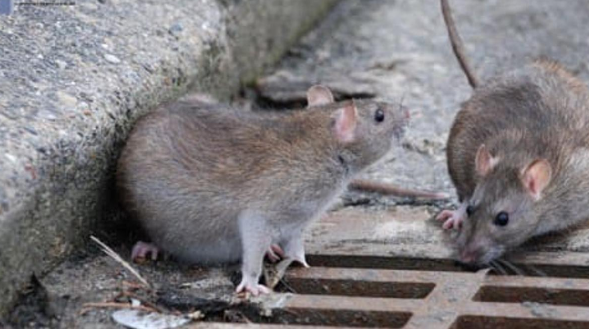 a leptospirosis es una enfermedad producida por una bacteria que puede estar presente en la orina de ciertos animales como roedores.