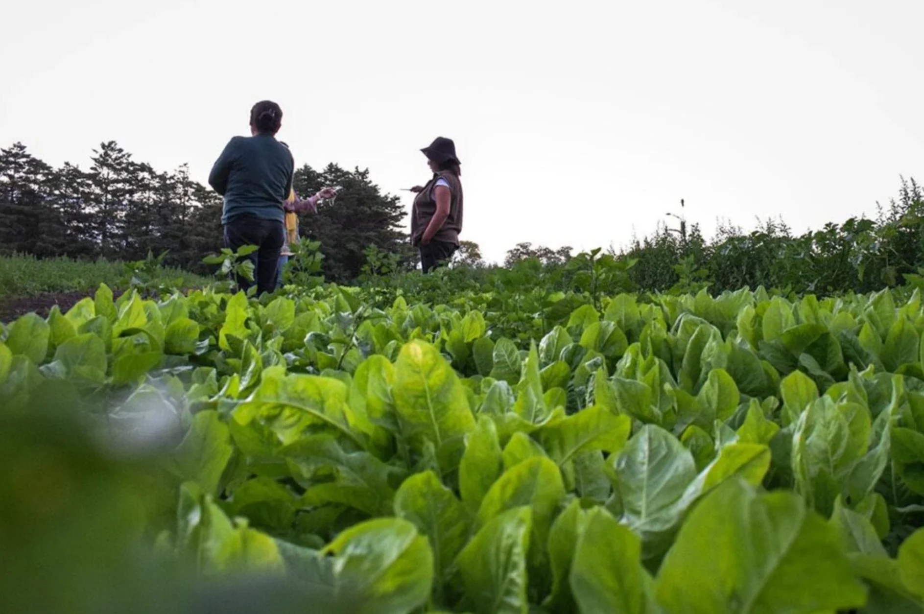 Alivio fiscal para el campo cordobés: Milei anunció una baja histórica de retenciones al agro y la industria