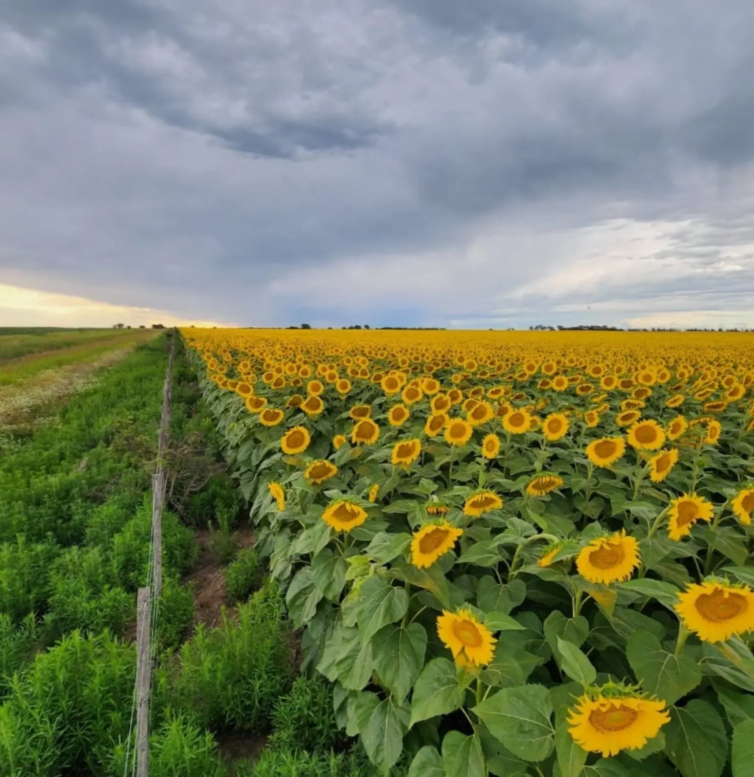 El girasol marca un triple récord histórico en molienda, exportaciones de grano y envíos de aceite y subproductos, según el último Monitor Agroindustrial de Ciara-CEC