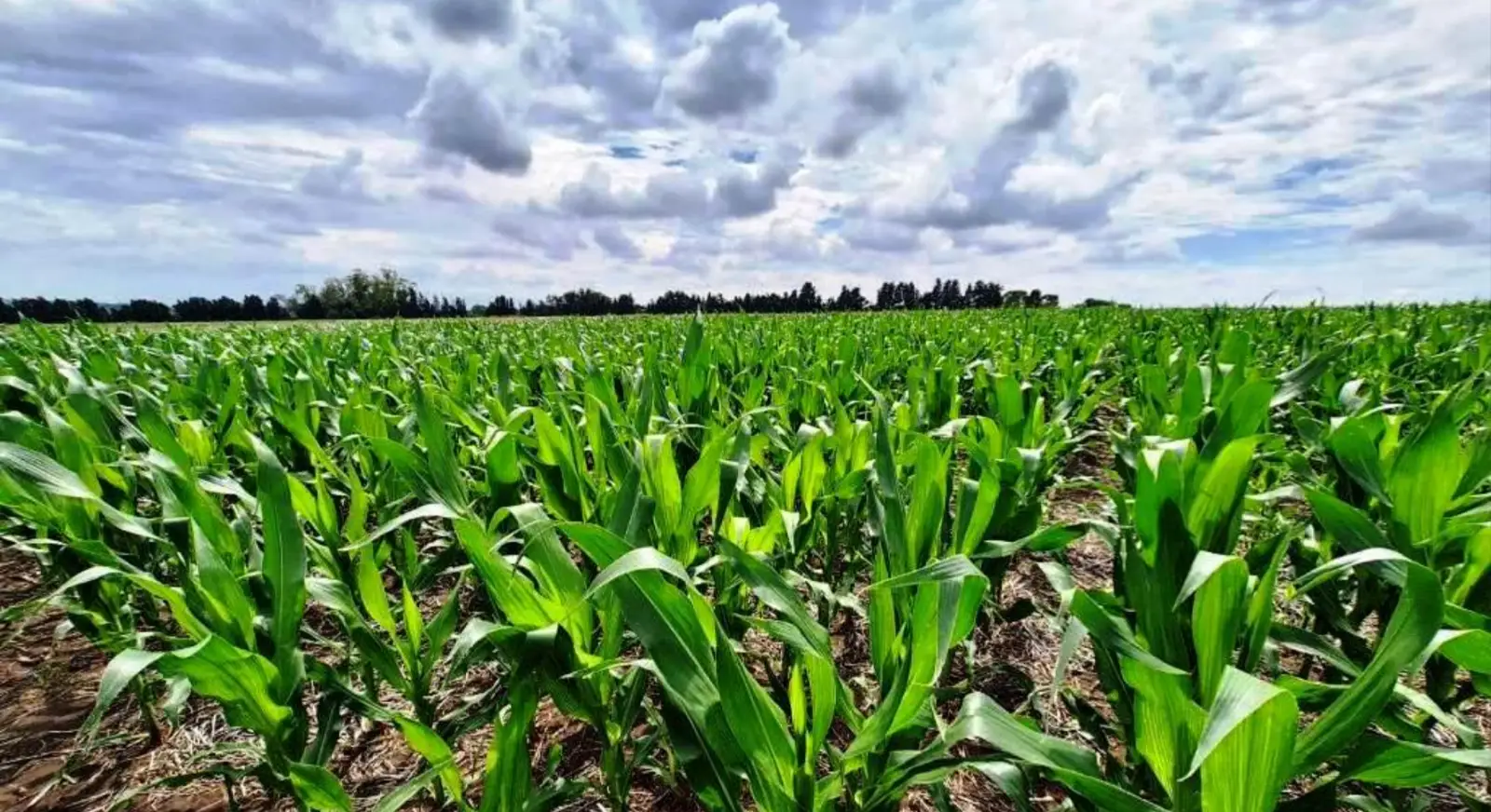 Los productores argentinos destinaron alrededor de US$ 14.700 millones a sembrar los principales granos en la campaña 2025/26. 