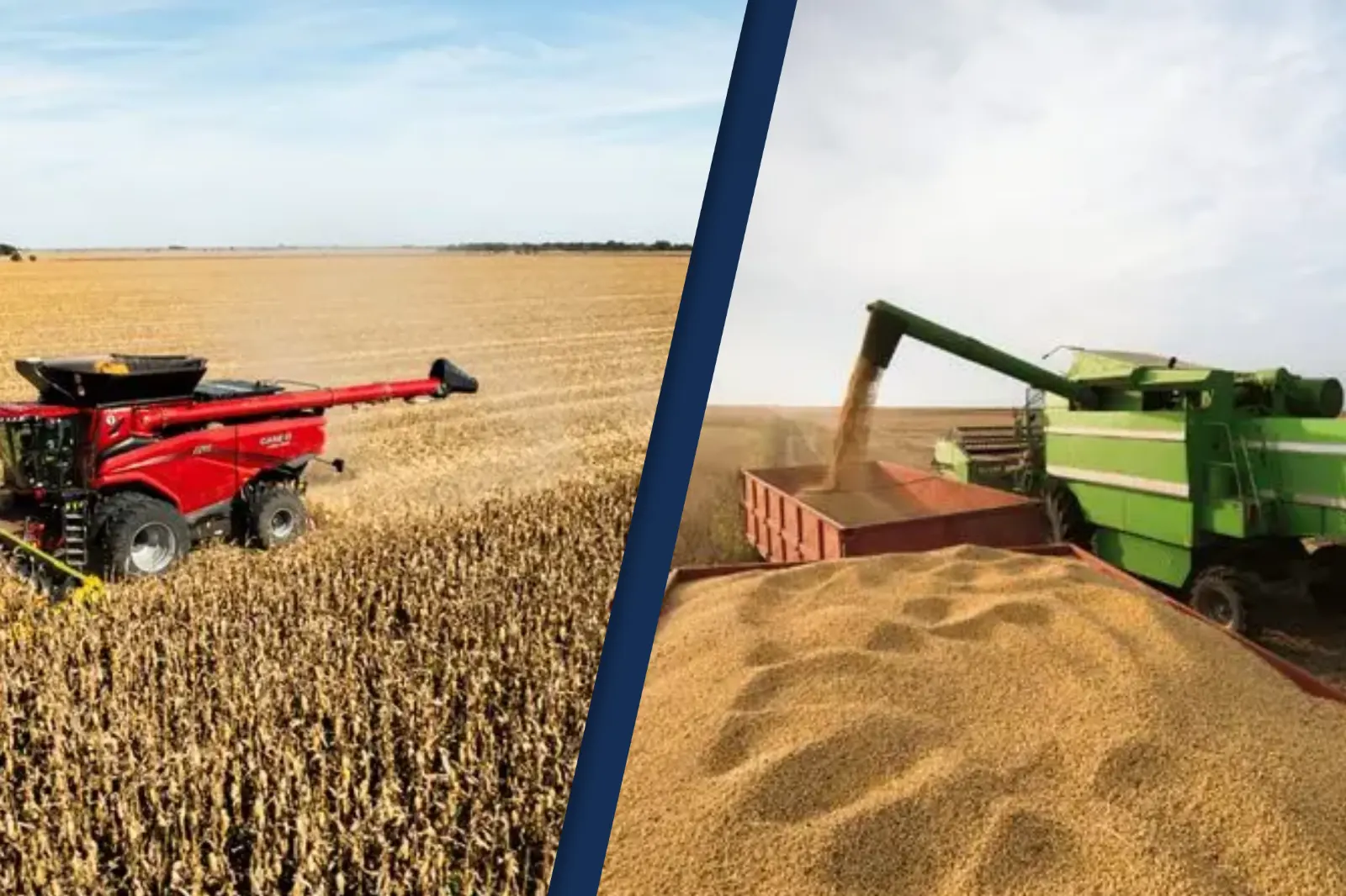 Girasol récord y maíz y trigo en alza: el agro, con Córdoba como polo clave, impulsa las exportaciones