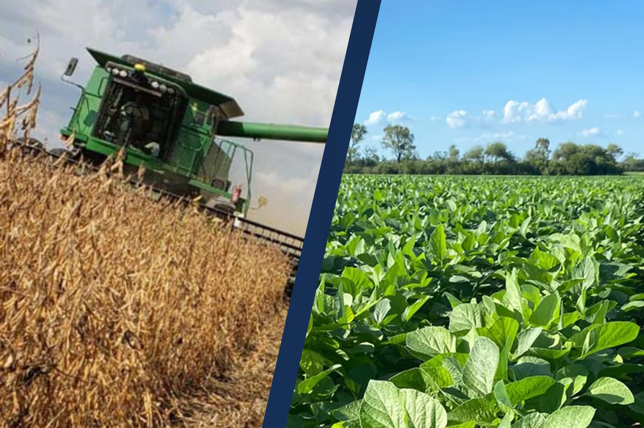 Insólito: El Estado se queda con el 60,2% de la renta agrícola en Córdoba