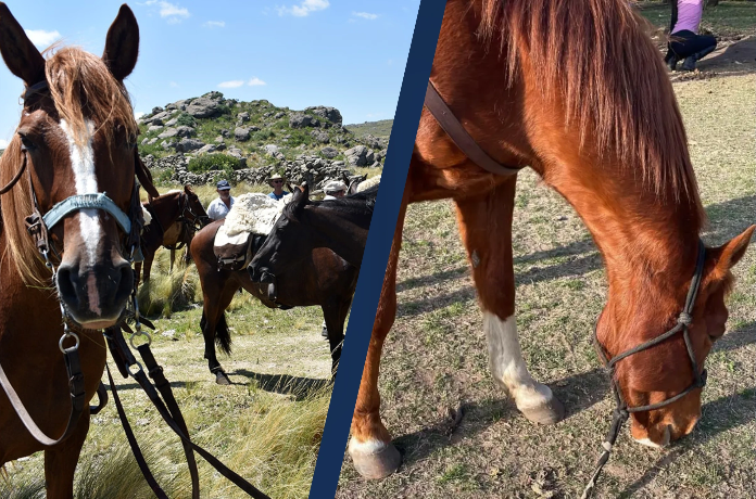 Unquillo bajo alerta: mafia de faena clandestina de caballos golpea la zona rural