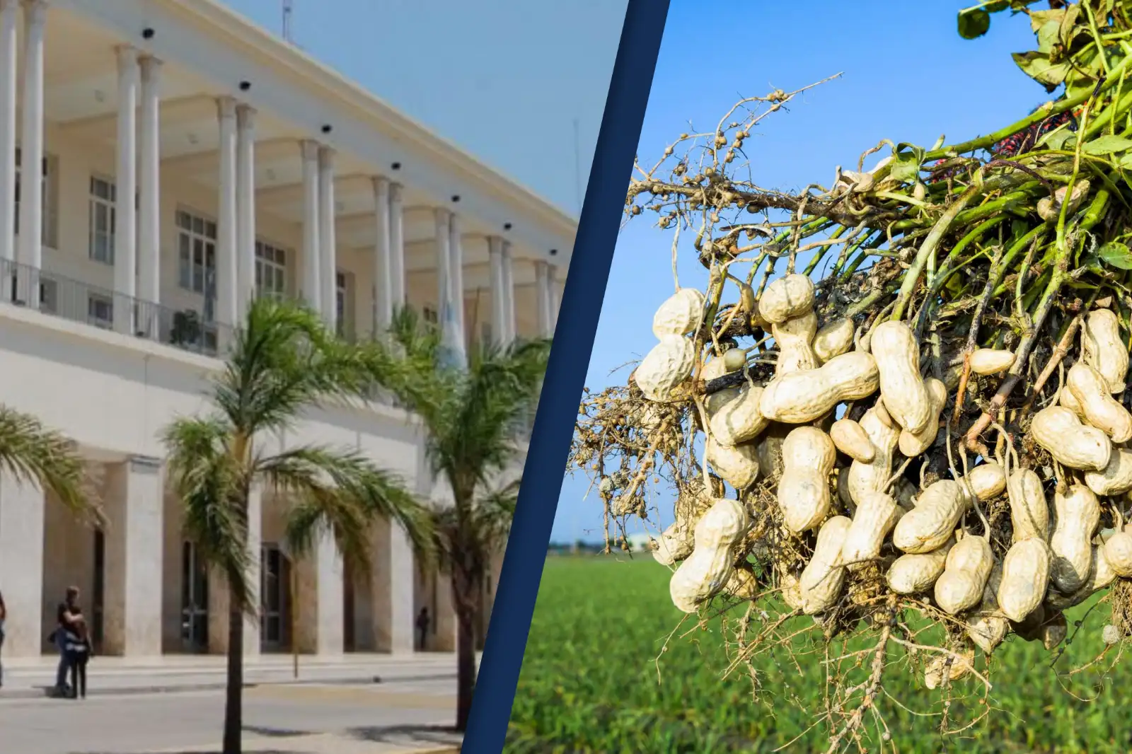 Maní, soja, tomate y proteína dulce: tres proyectos de la UNC recibirán $30 millones para innovar en el agro