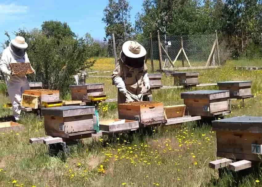 Beekeeping