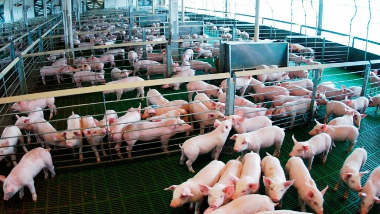 El promedio actual de consumo de carne de cerdo se ubica entre 17 y 20 kilos por habitante al año