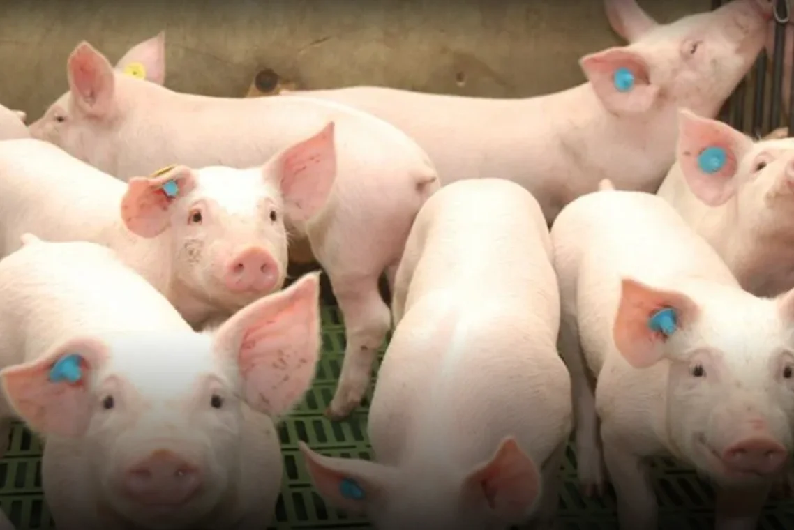 Córdoba lidera la expansión de la producción porcina en un escenario de crecimiento continuo