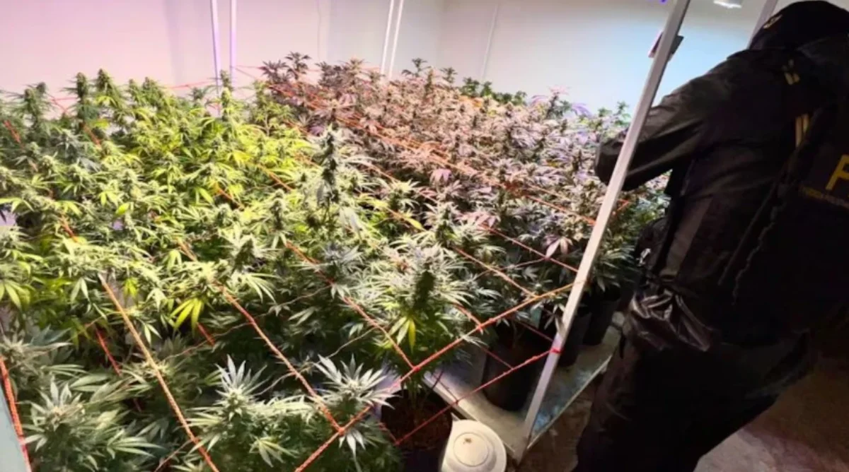 La FPA incautó un total de 1.828 dosis de marihuana empaquetadas junto con 146 plantas de cannabis sativa
