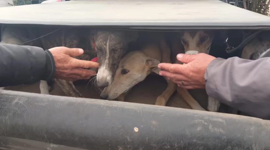Efectivos de la Patrulla Rural provincial rescataron a más de 20 perros que eran utilizados en actividades ilegales