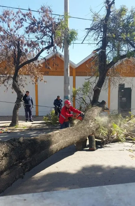 Debido a los fuertes vientos del día de ayer, más de 1.400 llamadas a la línea de emergencias 103 de la Dirección de Defensa Civil municipal