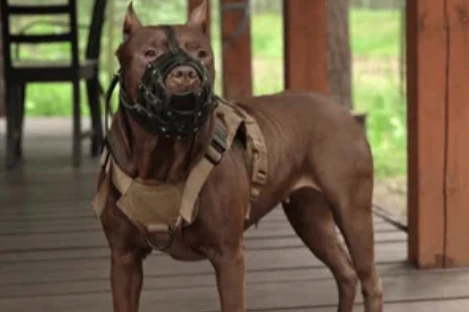 Impulsan un proyecto para impedir la cría de perros peligrosos en Córdoba