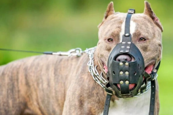 El Colegio Veterinario de Córdoba promueve la crianza responsable frente al proyecto contra perros peligrosos