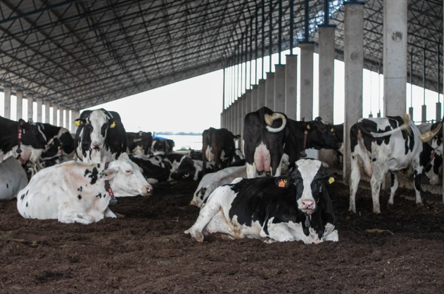 The system allows for the evaluation of the year-on-year growth of the dairy industry