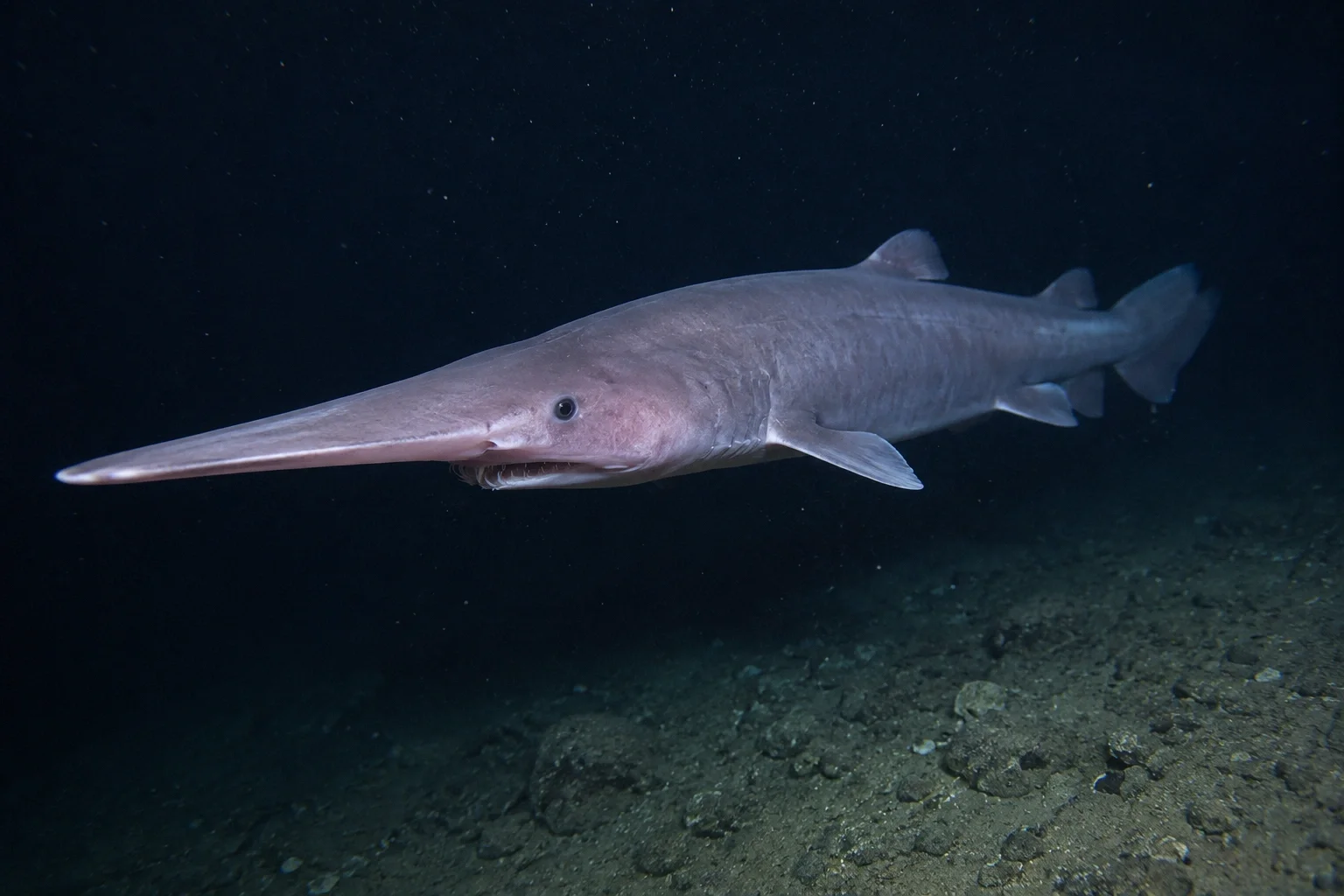 Histórico avistamiento: filmaron por primera vez vivo a un tiburón duende en su hábitat natural