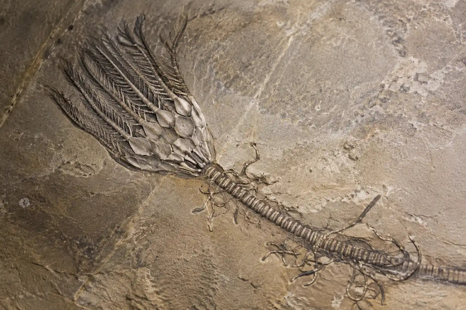 Hallan un fósil “único en un millón” con tejidos blandos de hace 450 millones de años